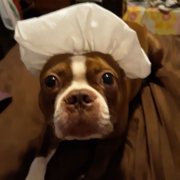 Meet My Shipping Department - Picture 4 of 6